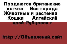 Продаются британские котята  - Все города Животные и растения » Кошки   . Алтайский край,Рубцовск г.